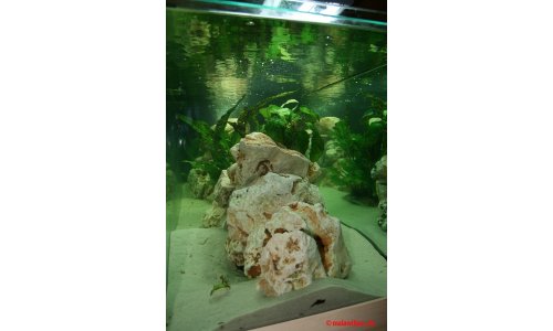 Aquarien